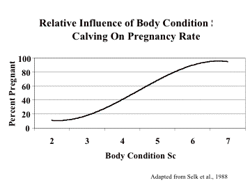 Cattle Pregnancy Chart