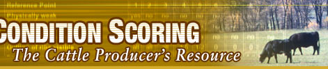 body condition scoring
